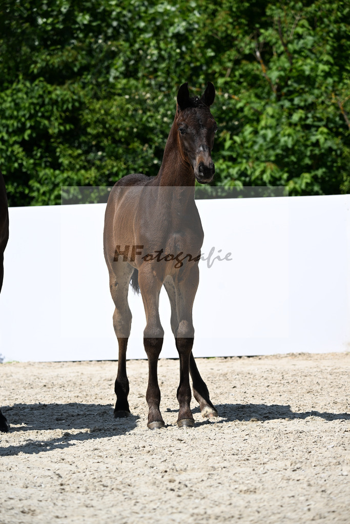 St. Emilion x Fuerst Romancier_HF_Rief_13251484 | hf-fotografie - Realizzato con Pictrs.com