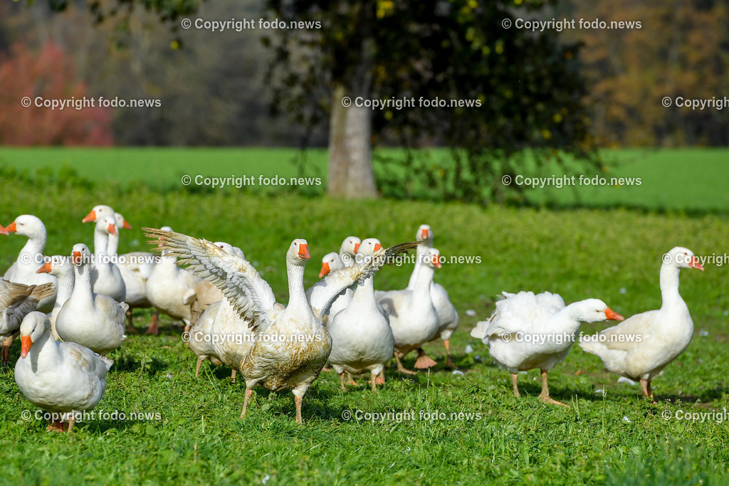 Ganslhof Hebesberger_ Weidegänse_ 01.11.2022-8 | 01.11.2022, Nussbach, AUT, Ganslhof Hebesberger, Weidegaense, im Bild Weidegaense, Weidegänse, Gans, Gänse, Martinigaense, Martinigans, Weide, Landwirtschaft