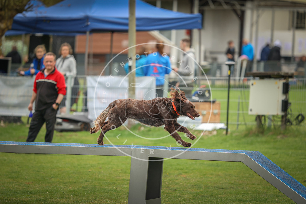 Pfotenfotografie_0L8A1694 | Hundefotografie, Tierfotograf, Pfotenfotografie, Fotoshooting Hund, Hunde Portrait, Hundesport, Hundeportraits, Heideshooting, Hunde, Sportfotograf, Hundefotograf, Turnierhundsport, THS,  - Realisiert mit Pictrs.com