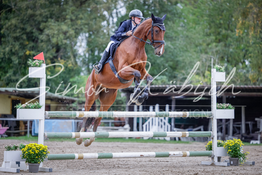 20251012-_3LI5049 | Tierfotografie Pferde, Hunde, Katzen, Haustiere.
Turnierfotografie Reitturniere, Reiten, Springreiten, Dressur in Hanau, dem Main-Kinzig-Kreis und dem Rhein-Main- Gebiet um Frankfurt