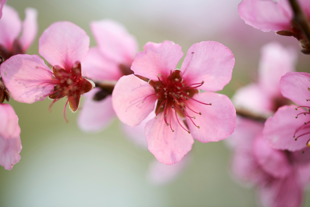 Pfirsichbaumblüten | Rohrbrunn, Austria - April 15, 2017: Pfirsichbaumblüten. - Realisiert mit Pictrs.com