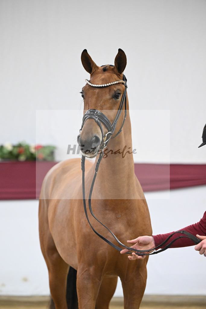 Kat-Nr. 20 Fanegro x Rotspon_Nicole Mehrmann_47250573 | hf-fotografie - Realisiert mit Pictrs.com