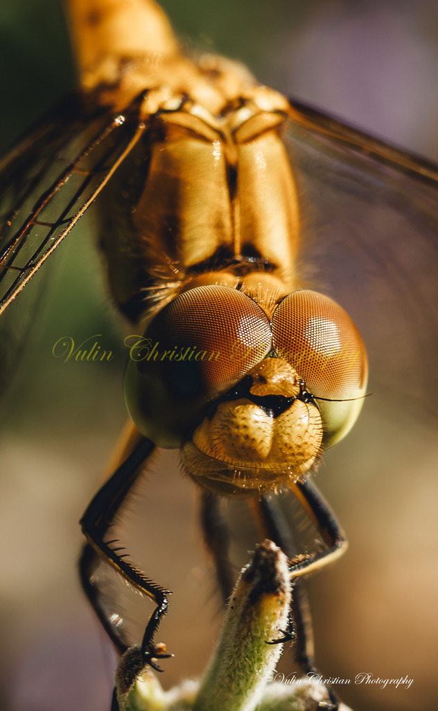 ULMA 23 | Christian Vulin  - Realisiert mit Pictrs.com