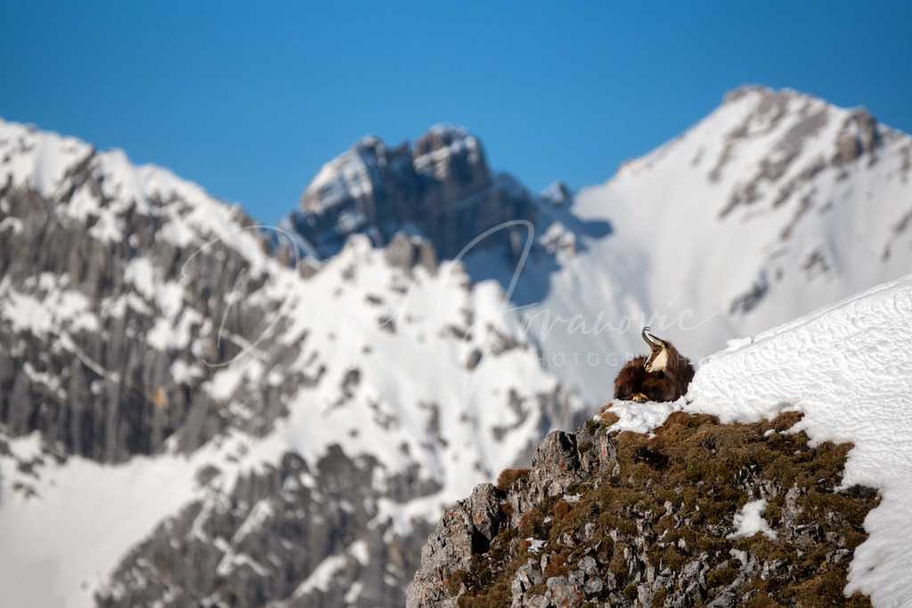 Gams | Gams nimmt Sonnenbad auf der Nordkette