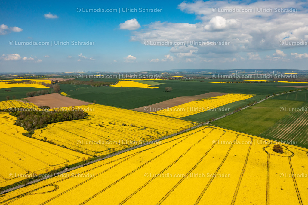 10049-51933 - Blühende Rapsfelder | Stockfoto und Bilderpool mit Bildmaterial aus Deutschland, dem Harz, Halberstadt, Quedlinburg, Wernigerode und weltweit. Qualitativ hochwertige und professionelle Fotos anschauen und kaufen. - Realisiert mit Pictrs.com
