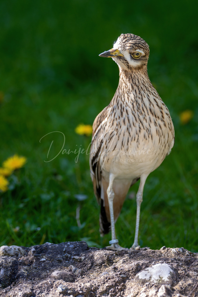 Triel | Ein Triel in Tirol
