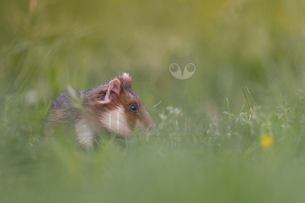 R5NF5358_20240511 | Der Feldhamster (Cricetus cricetus) ist die einzige Art der Gattung Hamster in Europa und etwa so groß wie ein Meerschweinchen. Er legt einen weit verzweigten Bau unter dem Acker an. Der hübsche Nager ernährt sich von Getreide und anderen Feldfrüchten und hält von circa Oktober bis April einen festen Winterschlaf. - Realisiert mit Pictrs.com