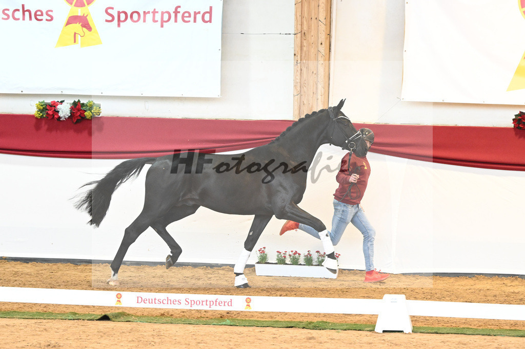 Kat-Nr. 33 Glamourdale x Vitalis_Beckmann_43230989 | hf-fotografie - Realisiert mit Pictrs.com