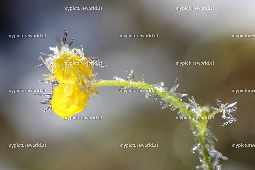 Scharfer Hahnenfuß-010 | Blüte mit Raureif - Realisiert mit Pictrs.com
