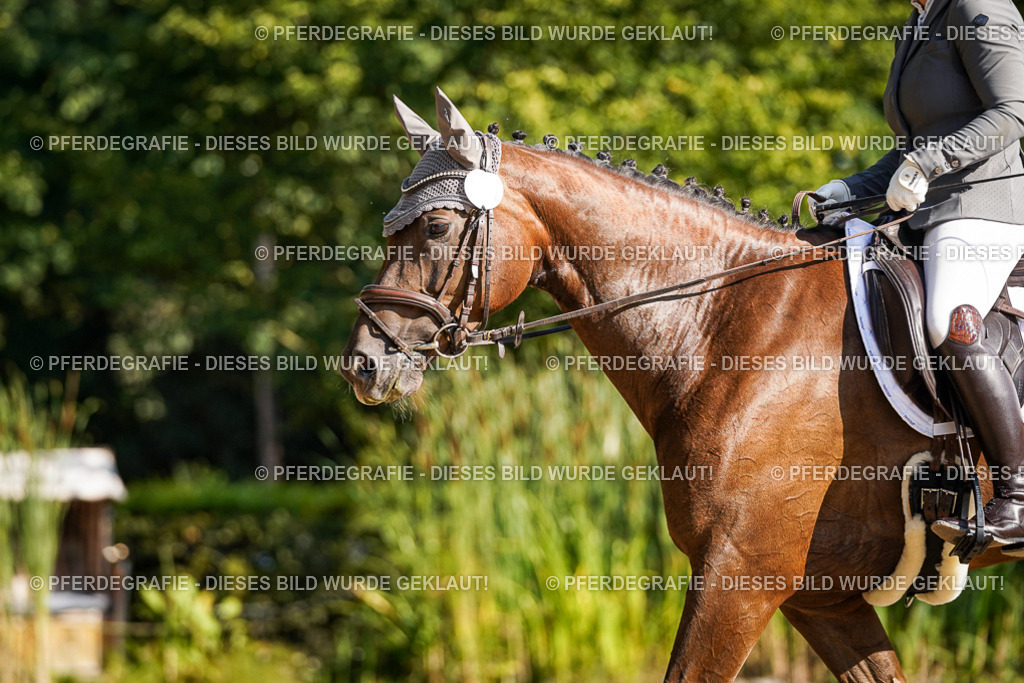 DSC09920 | Pferdegrafie