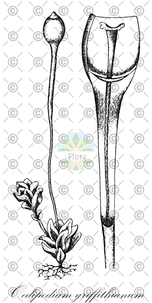 HistAbb_678C_1_ENZY_Simple | Historische Abbildung von Oedipodium griffithianum - Oedipodiaceae | Historical Illustration of Oedipodium griffithianum - Oedipodiaceae