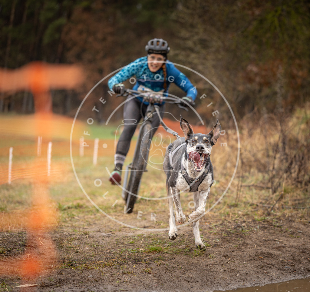 DV3A9353 | Hundefotografie, Tierfotograf, Pfotenfotografie, Fotoshooting Hund, Hunde Portrait, Hundesport, Hundeportraits, Heideshooting, Hunde, Sportfotograf, Hundefotograf, Turnierhundsport, THS,  - Realisiert mit Pictrs.com