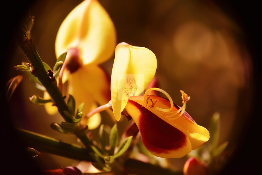 Makro - floral (46) | Buche Fotoshootings und entdecke hochwertige Fotoprodukte bei Mathias Ku Photos. Personalisiert, kreativ & mit Liebe zum Detail. Jetzt informieren! - Realisiert mit Pictrs.com