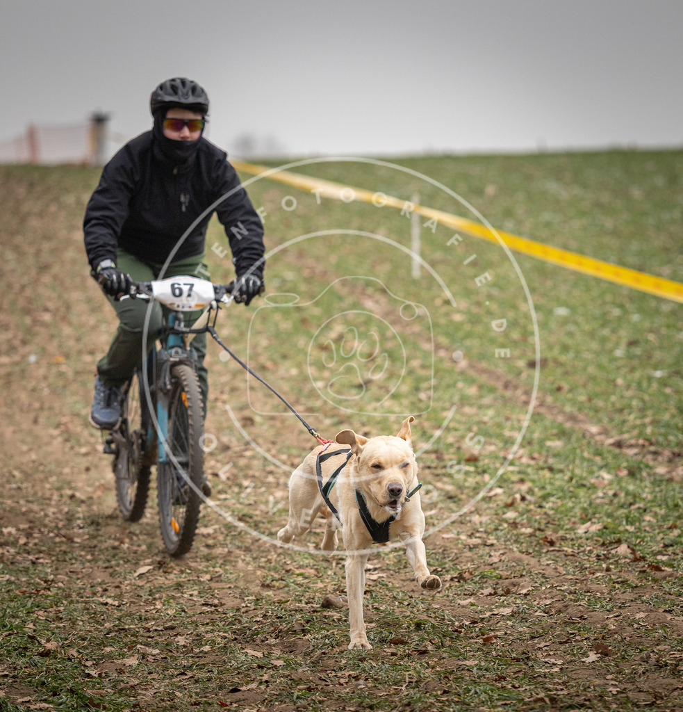 Pfotenfotografie_DV3A2949 | Hundefotografie, Tierfotograf, Pfotenfotografie, Fotoshooting Hund, Hunde Portrait, Hundesport, Hundeportraits, Heideshooting, Hunde, Sportfotograf, Hundefotograf, Turnierhundsport, THS,  - Realisiert mit Pictrs.com