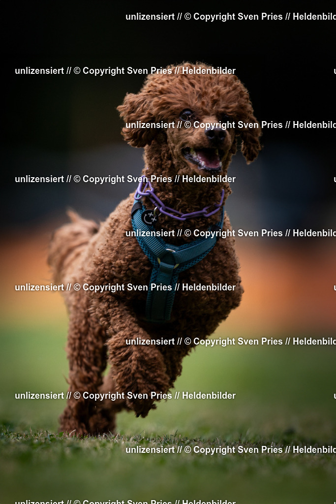 Sven Pries | 19. Allgemeines Hunderennen Karlsruhe Durlach - Realisiert mit Pictrs.com