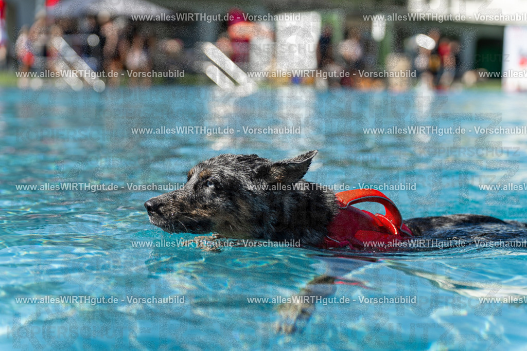 Hundeschwimmen_Volksbad_2026-allesWIRTHgut_Tierfotografie-2609061206-111617-7R500180 | Professionelle Tierfotografie in Mönchengladbach von Daniel Wirth (allesWIRTHgut). Liebevolle & natürliche Bilder von Hunden & Katzen für unvergessliche Erinnerungen.