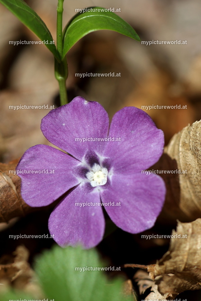 Kleines Immergrün-009 | Das Bilderarchiv über Tiere, Planzen und Landschaften. In der Bilddatenbank finden Sie ein große Auswahl an hochwertigen Bilder für Ihre Werbung - Realisiert mit Pictrs.com