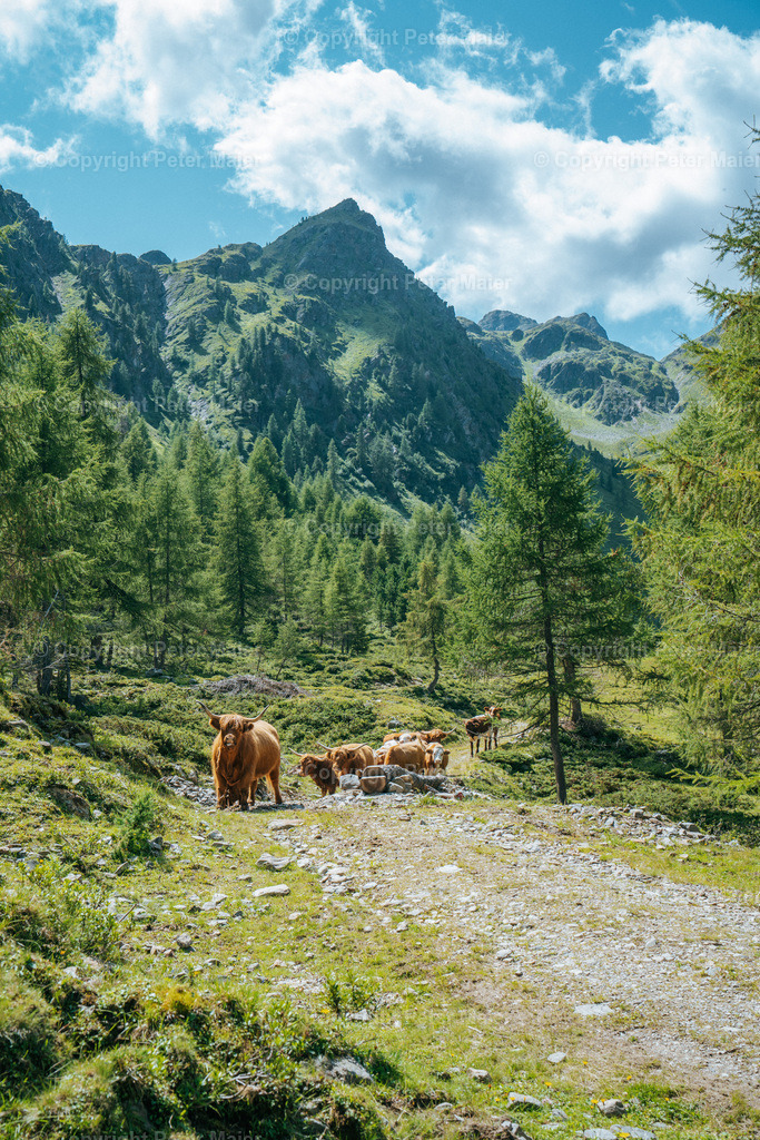 Ochsenalmsee_Michelbachtal_Sommer_2024-315 | piet_flosse