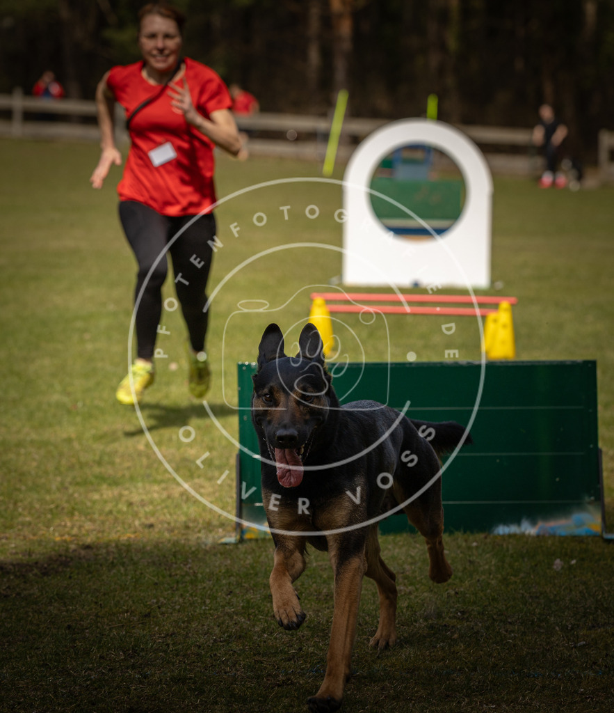 Pfotenfotografie_DV3A5949 | Hundefotografie, Tierfotograf, Pfotenfotografie, Fotoshooting Hund, Hunde Portrait, Hundesport, Hundeportraits, Heideshooting, Hunde, Sportfotograf, Hundefotograf, Turnierhundsport, THS,  - Realisiert mit Pictrs.com