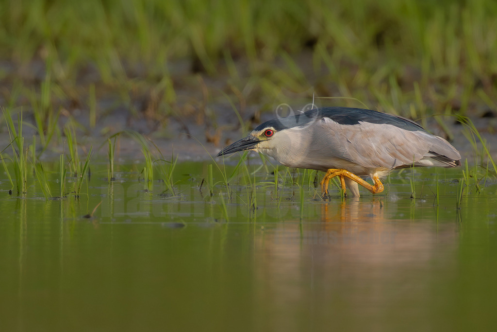 R6M35658_20260531 | Ein Nachtreiher (Nycticorax nycticorax) watet aufmerksam durch flaches, grünes Wasser, umgeben von jungen, grünen Wasserpflanzen. Sein dunkler Rücken und die schwarze Kappe kontrastieren mit dem hellgrauen Körper und dem weißen Bauch. Die leuchtend roten Augen und die kräftigen gelben Beine sind deutlich zu erkennen, während er sich langsam fortbewegt, möglicherweise auf der Suche nach Beute. - Realisiert mit Pictrs.com