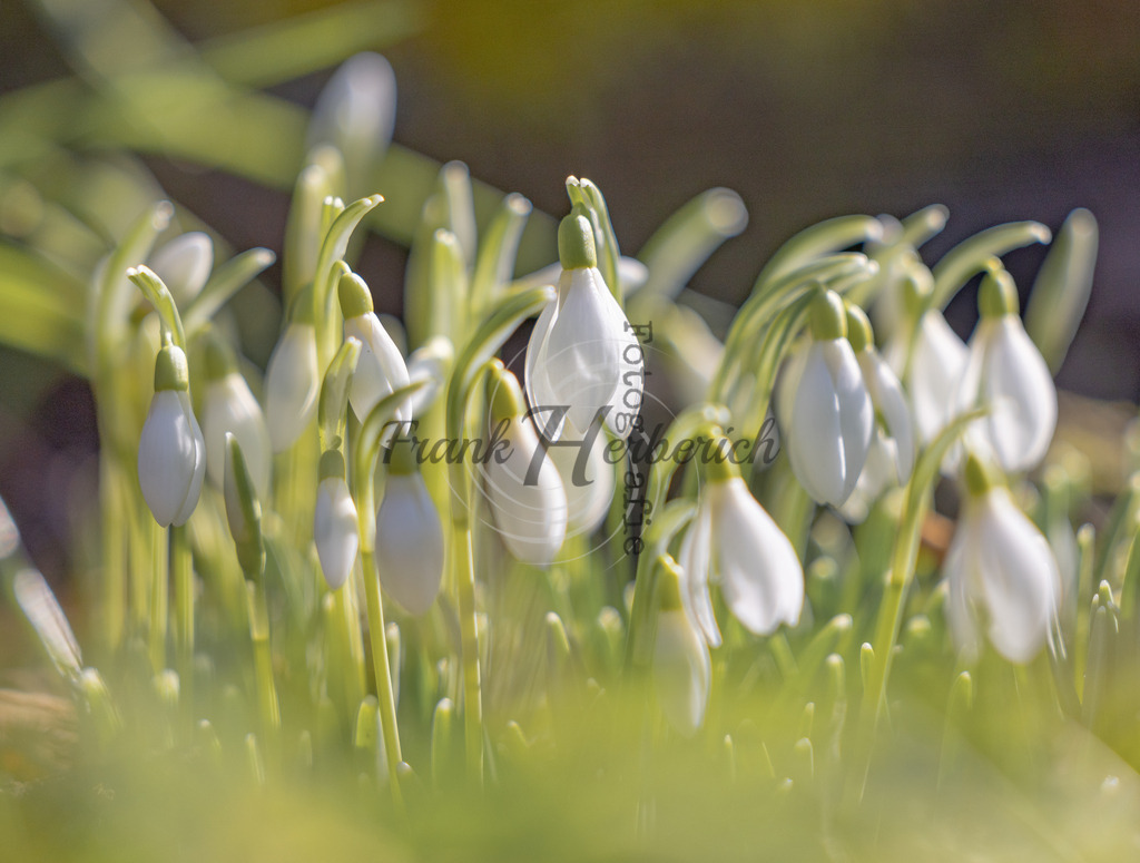 _X0A8385bea | Frank Herberich Fotografie, Frank Herberich, Fotografie, Hochzeit, Portrait, St. Peter Ording, Ording, Westerhever, Nordsee, Frank Fotografie, Hardheim,  Odenwald,Walldürn, Band,Eventfotografie - Realisiert mit Pictrs.com