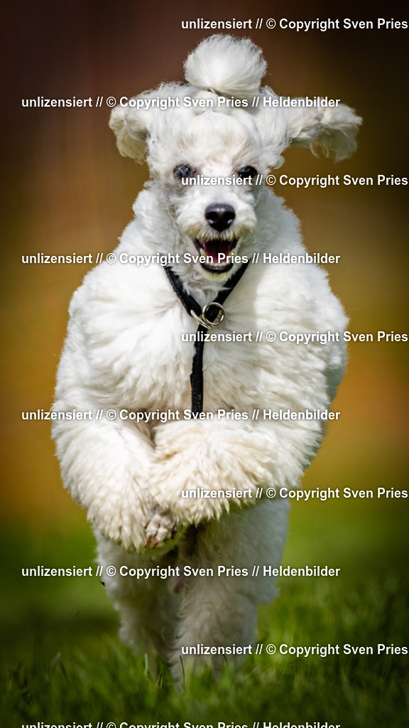 Sven Pries | 2025-04-13 - Hunderennen Baden-Baden - Realisiert mit Pictrs.com