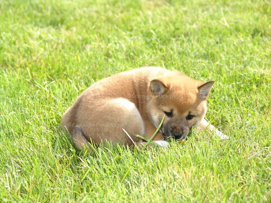 Hund Shiba Inu | Der Shiba Inu in seiner stolzen und schönen Art ist ein ausgesprochen anspruchsvoller Hund, der viel Liebe und Treue zurückgibt. Für ein Stück Käse gibt er alles. - Realisiert mit Pictrs.com