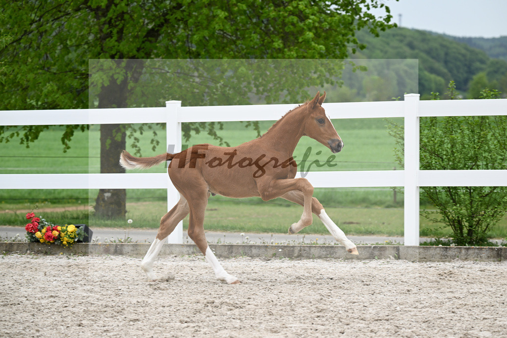 Kat-Nr. 32 HF Erste Sahne x Fuerst Samarant_Kahl_23261107 | hf-fotografie - Realisiert mit Pictrs.com