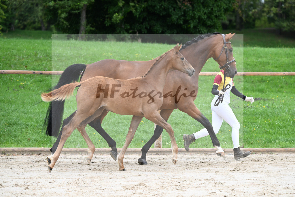 Kat-Nr. 2 SF Benicio_Schneider_25230027 | hf-fotografie - Realizzato con Pictrs.com