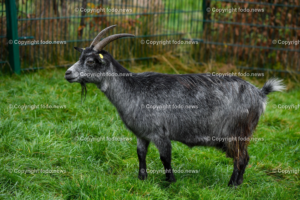Zoo Linz_ 22.11.2022-3 | 22.11.2022, Zoo Linz, AUT, Schafe, Ziegen, roter Panda, im Bild Blobe Ziege