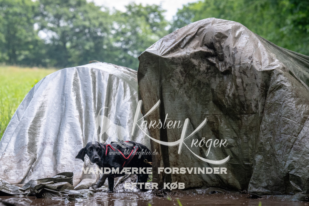 1137_ZZ93323 | kk-dogfotos