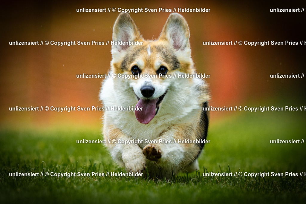 Sven Pries | 2025-09-21 - Hunderennen Baden-Oos - Realisiert mit Pictrs.com