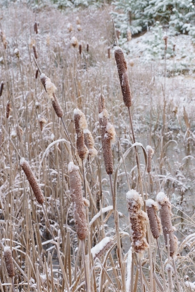 Rohrkolben im Winter | Rohrkolben im Winter - Realisiert mit Pictrs.com