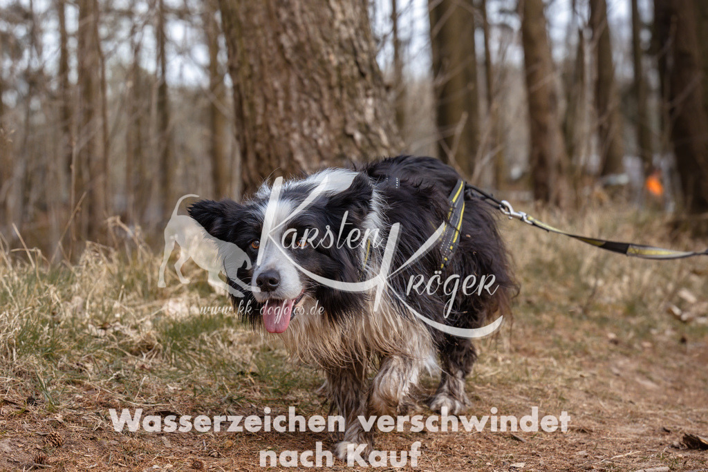 1651_ZZ95188 | kk-dogfotos