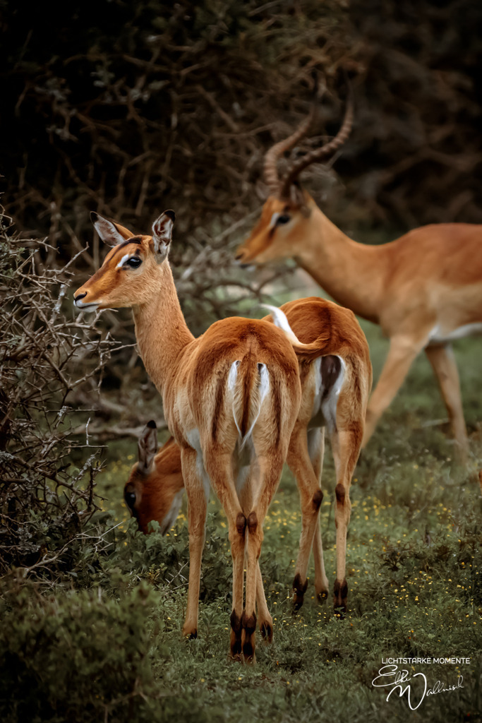 20231010-164232 SOUTHAFRIKA_-1 | Herzlich willkommen auf meiner Seite! Ich bin Elke Wallnisch, Deine Fotografin für lichtstarke Momente. Der Name steht für alles, was mich mit der Fotografie verbindet: Das Licht und seine machtvolle Wirkung auf eine Situation oder unsere Stimmung - Realisiert mit Pictrs.com