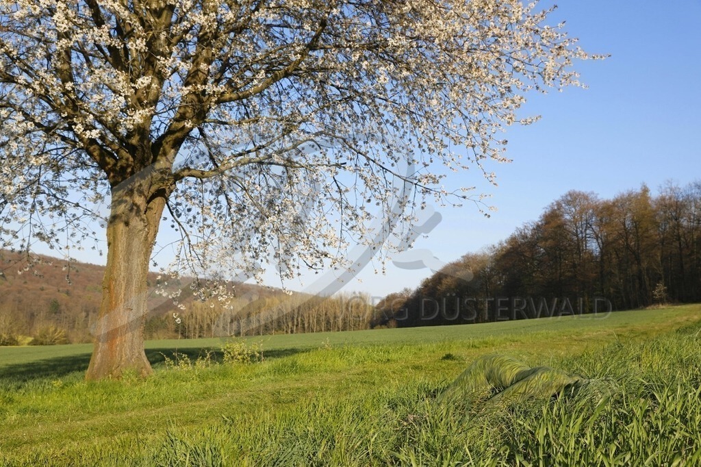 NatureArt-KIRSCHBLÜTE_0168 | Unter dem blühenden Kirschbaum | #002 | Modell: Lana | Foto: Tschiponnique Skupin - Realisiert mit Pictrs.com