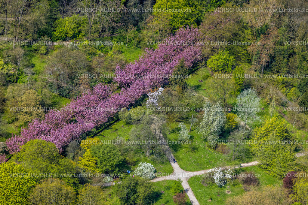 Dortmund230401934 | Luftbild, Blühende Kirschblütenallee im Rombergpark, Rombergpark-Lücklemberg, Dortmund, Ruhrgebiet, Nordrhein-Westfalen, Deutschland