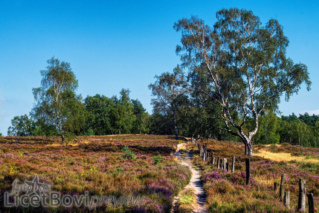 Fischbeker Heide | Heidelandschaft bei Hamburg, direkt an der Grenze zu Niedersachsen. - Realisiert mit Pictrs.com