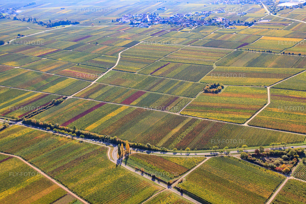 Luftbild: Weinberge in herbstlicher Färbung in Burrweiler im Bundesland Rheinland-Pfalz in Deutschland. Foto: IMG_22226.jpg vom 15.10.2009 durch Werner Riehm/FLY-FOTO.de
