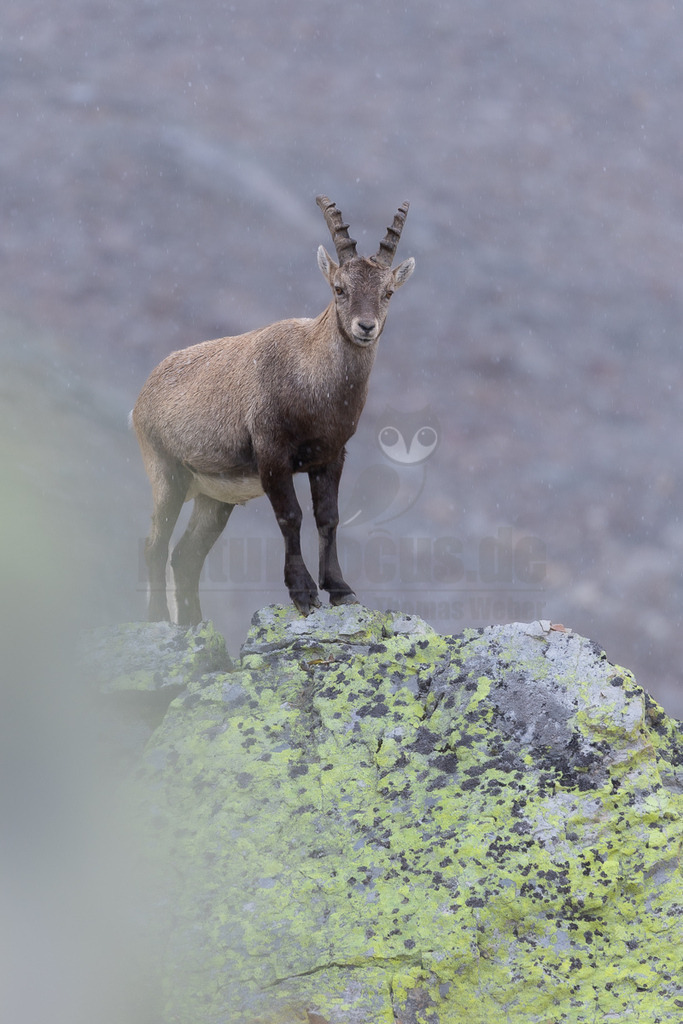 R5M27767_20250923 | Das Bild zeigt einen jungen Alpensteinbock (Capra ibex) in einer Berglandschaft. Das Tier steht auf einem Felsen, der mit Flechten bewachsen ist. Im Hintergrund ist ein nebliger Himmel zu sehen. Der Steinbock blickt direkt in die Kamera. - Realisiert mit Pictrs.com