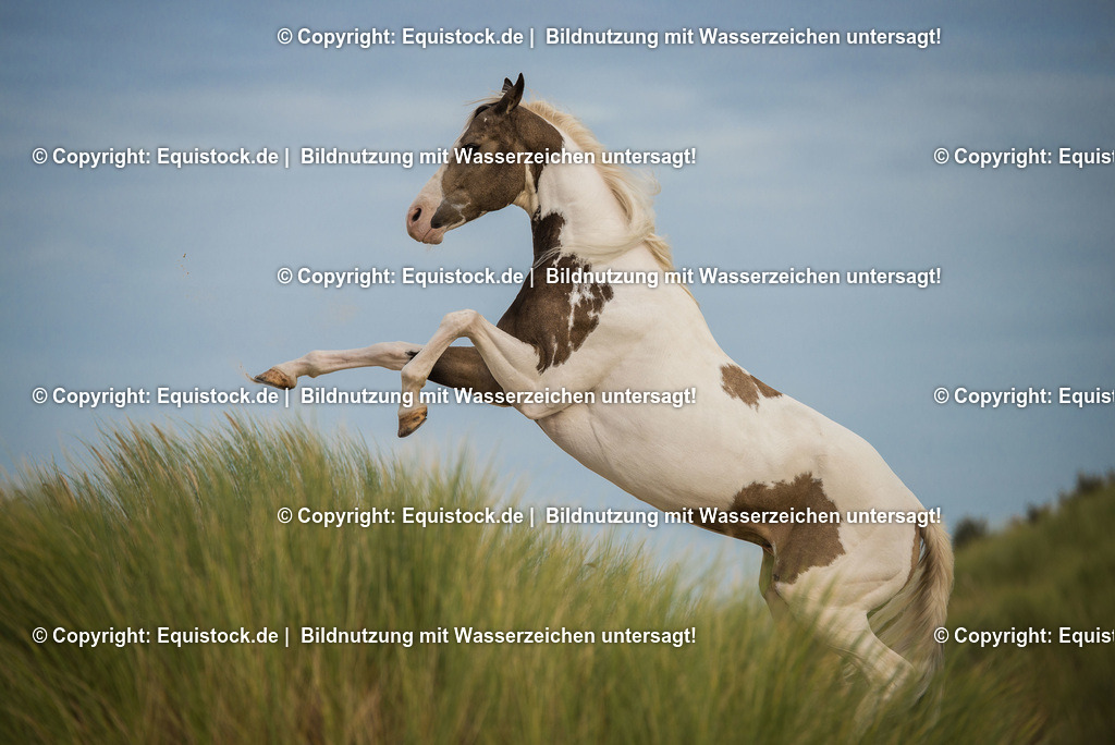 TS_20160928_Pferd_am_Strand_0004 | Foto: Thomas Hartig