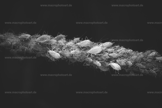 Lausversammlung | Eine Vielzahl an Blattläusen auf einem Ast - Realisiert mit Pictrs.com