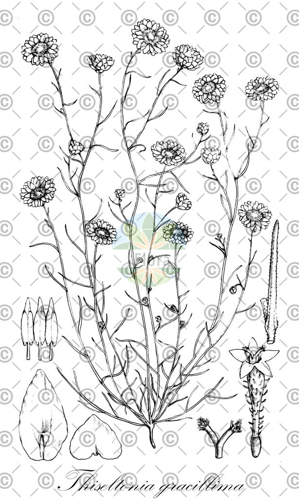 HistAbb_31554_1_SIMPLE | Historische Abbildung von Thiseltonia gracillima - Asteraceae | Historical Illustration of Thiseltonia gracillima - Asteraceae