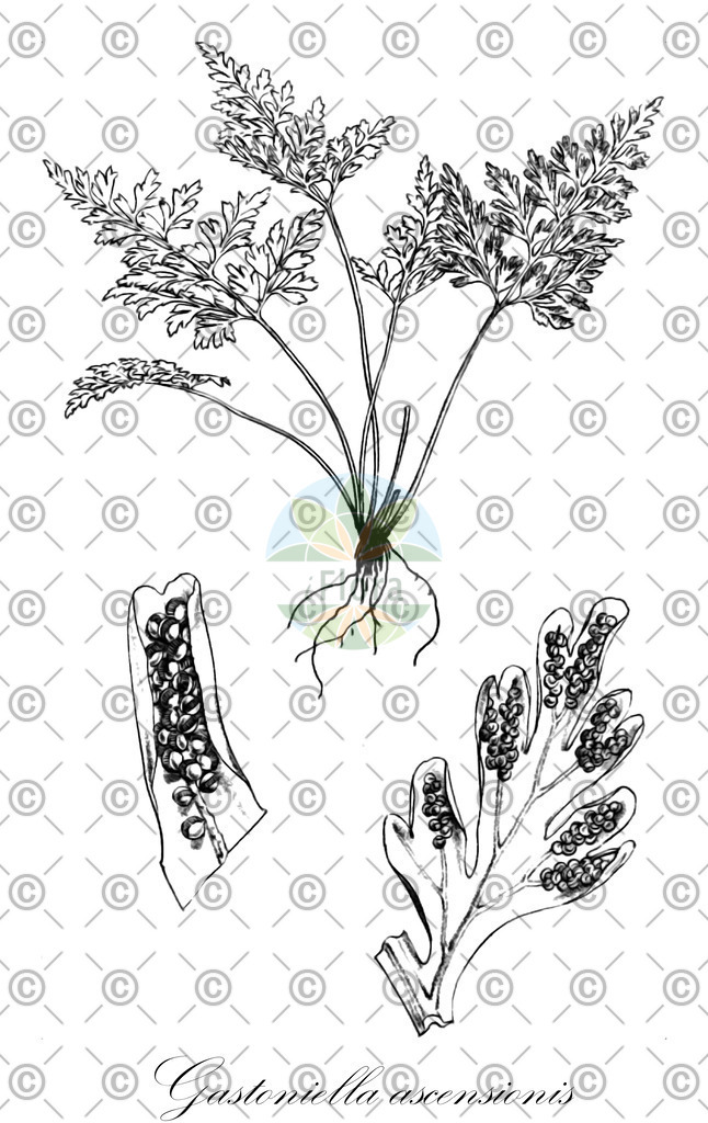 HistAbb_wfo-0000971369_1_ENZY_Simple | Historische Abbildung von Gastoniella ascensionis - Pteridaceae | Historical Illustration of Gastoniella ascensionis - Pteridaceae