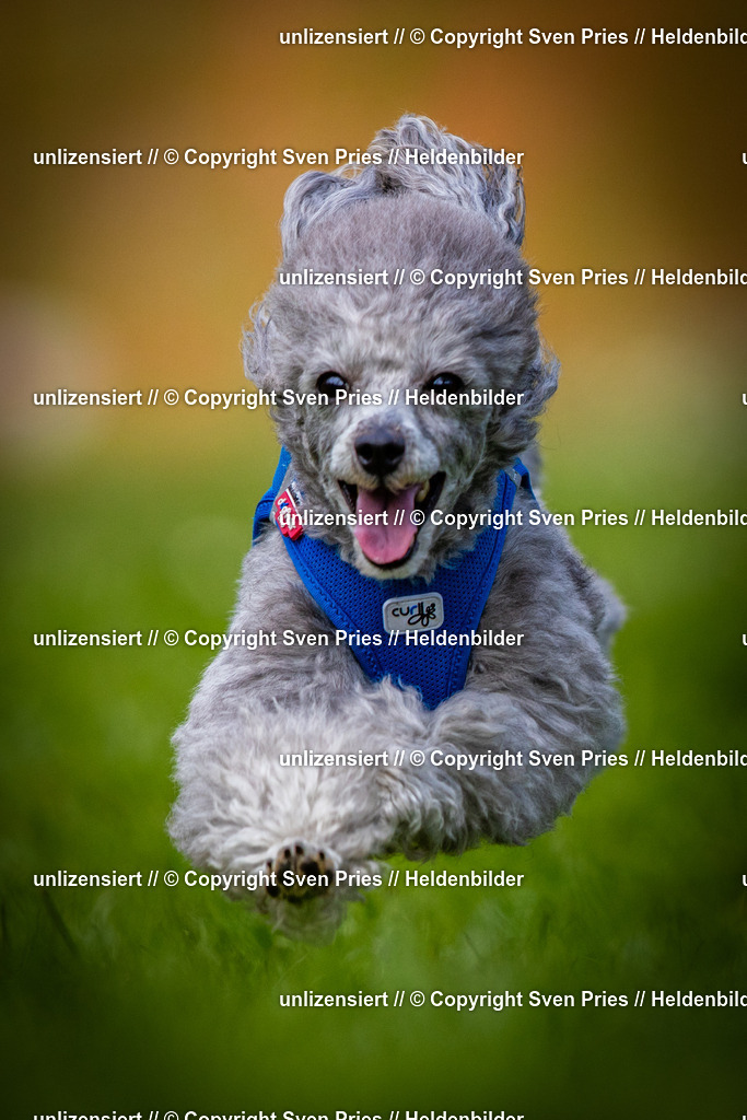 Sven Pries | 2025-04-13 - Hunderennen Baden-Baden - Realisiert mit Pictrs.com