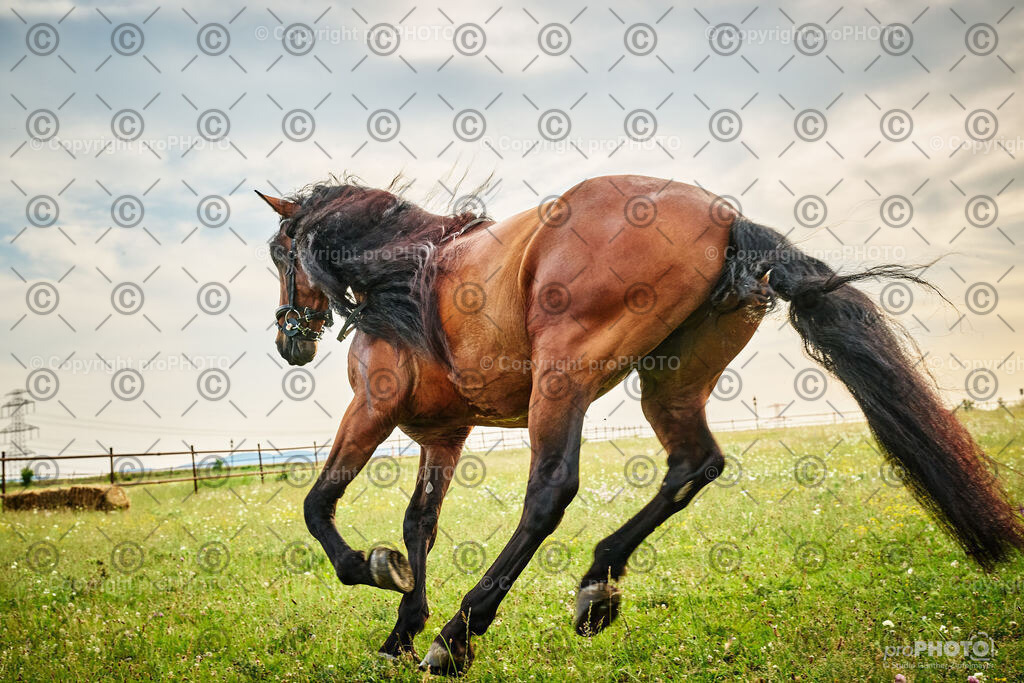 069_202406_Niki-Herodes_NZ9_9770 | proPHOTO - Realisiert mit Pictrs.com