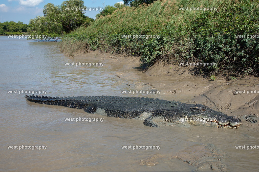 Saltwater Crocodile 1 - AUS 2016 | west photography - Realisiert mit Pictrs.com