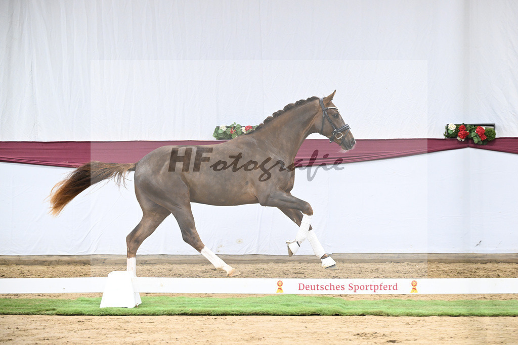 Kat-Nr. 113 Benicio x Floriscount_Galneder Zuchthof GbR_47253773 | hf-fotografie - Realisiert mit Pictrs.com