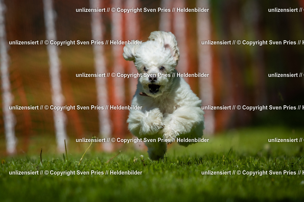 Hunderennen_April_2026_238 | 2026-04-26 - Hunderennen Baden-Oos April 2026 - Realisiert mit Pictrs.com