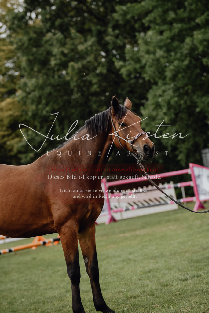 DSC_3977 | Pferde- und Turnierfotografie in Westsachsen. Pferdeportraits, Auftragszeichnungen und intuitive Kunst.